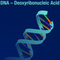 DNA Helix